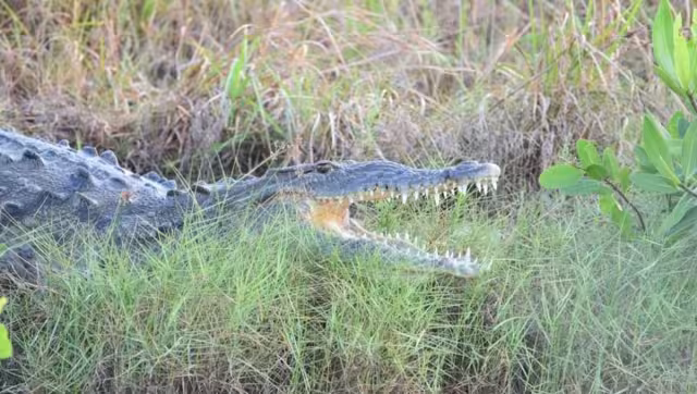 Turista sobrevive a ataque de cocodrilo en Caye Caulker.