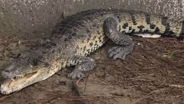 Maestros capturaron al cocodrilo y lo entregaron a Protección Civil