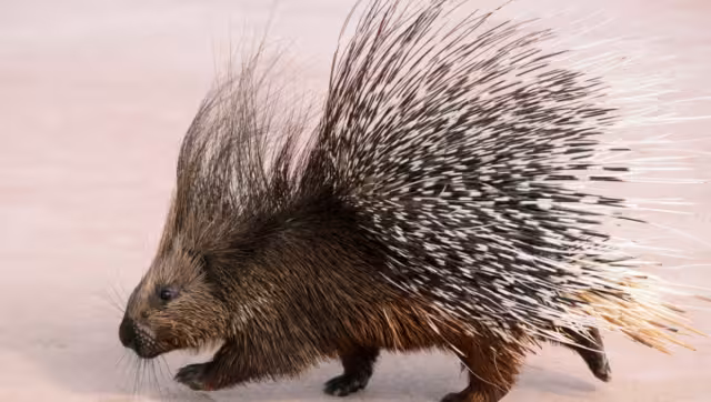 El puercoespín fue puesto a disposición de un veterinario en Xochimilco