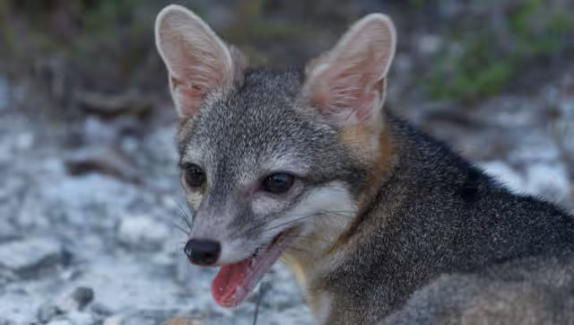La especie no esta en peligro de extinción pero si en riesgo