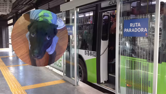 Robin pudo volver a su casa luego de estar perdido un par de días