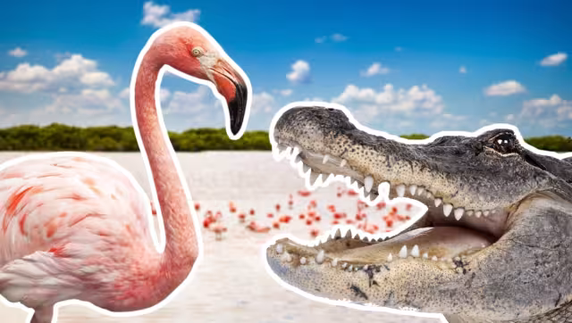 Los flamencos y cocodrilos son parte de la fauna de Yucatán