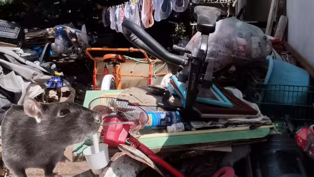 El problema que les deja la plaga de ratones ya es un terrible foco de infección