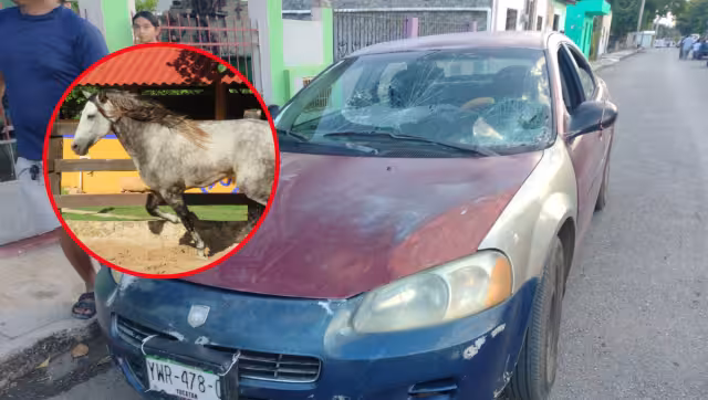 Tras el reporte por los daños causados por un caballo fuera de control al lugar llegaron elementos de la policía