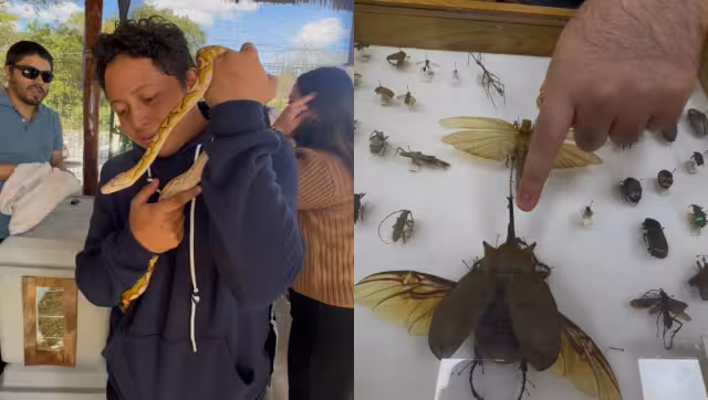 Los insectos cumplen un papel clave como bioindicadores ambientales