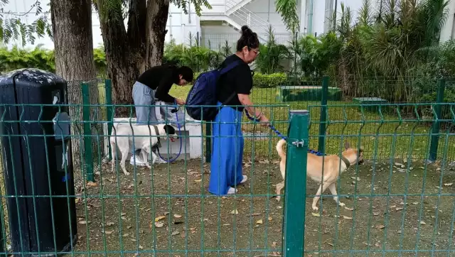 En dicho sitio las mascotas, principalmente perros, pueden relajarse