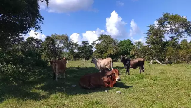 Quintana Roo acumula más de 300 casos de Miasis por gusano barredor