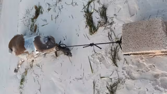 La noticia de este acto de crueldad se difundió rápidamente en redes sociales,