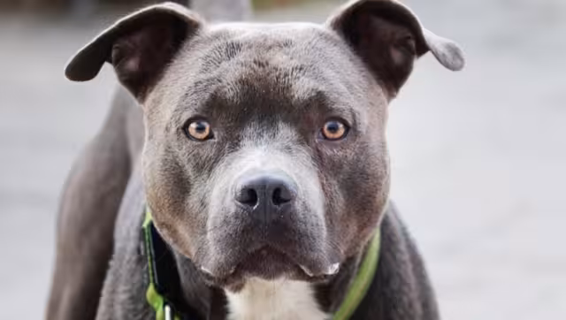 Los hechos ocurrieron en una casa de la colonia Tepeyac