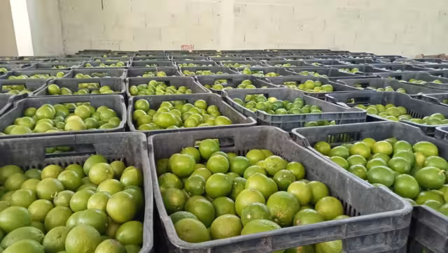 El proyecto se creó para tener un mercado seguro para vender los cítricos que se producen en el ejido