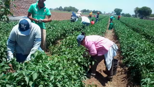 La pizca es uno de los trabajos que ayuda todo los años a familias de varios estados en México