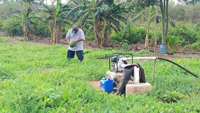 Además de plaguicidas, requieren mano de obra, fertilizantes, y gasolina