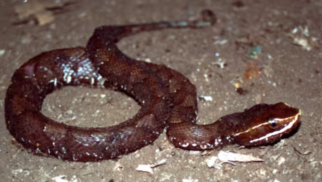 La Huolpoch es la serpiente más venenosa de Yucatán