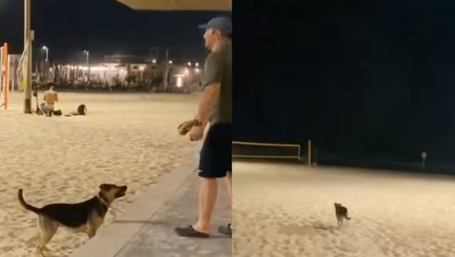 Perrito se hace vira por lanzar su pelota a desconocidos en la playa: VIDEO