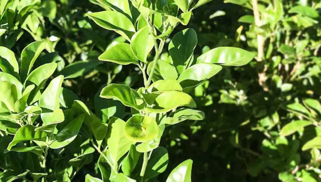 Muchas personas usen esta planta como remedio para enfermedades renales