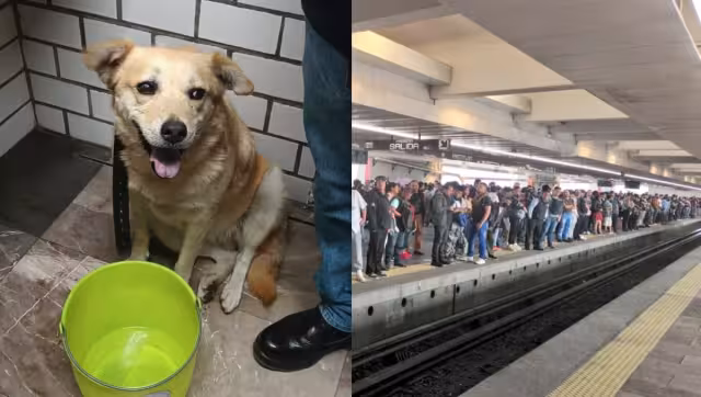 La perrita identificada como Miel ya ha sido devuelta a su dueña