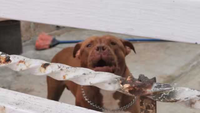 Minutos más tarde, arribaron personal paramédico de Protección Civil