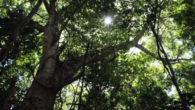Su aprovechamiento industrial de la madera, se dio durante los años 1960 a 1990, con un importante mercado en países de Europa, Asía y Norteamérica