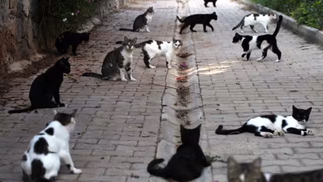 El fiscal de Grasse mencionó que se encontraron cadáveres de gatos en todos los lugares de la casa