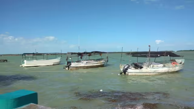 La actividad he sido buena en los últimos meses, sin depender del pulpo