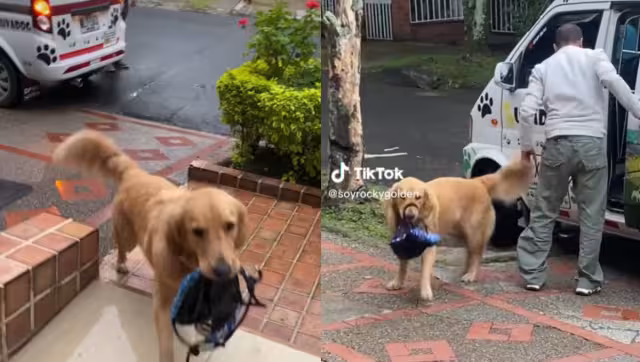 Los videos de Rocky superan los miles de me gusta en TikTok