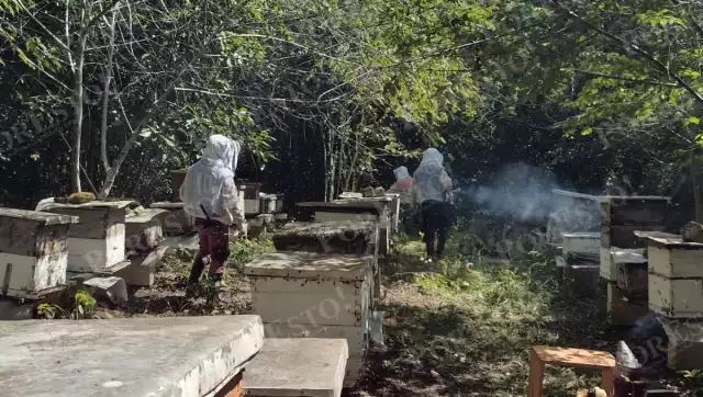 Champotón se perfila como una nueva zona para producir miel orgánica en Campeche.