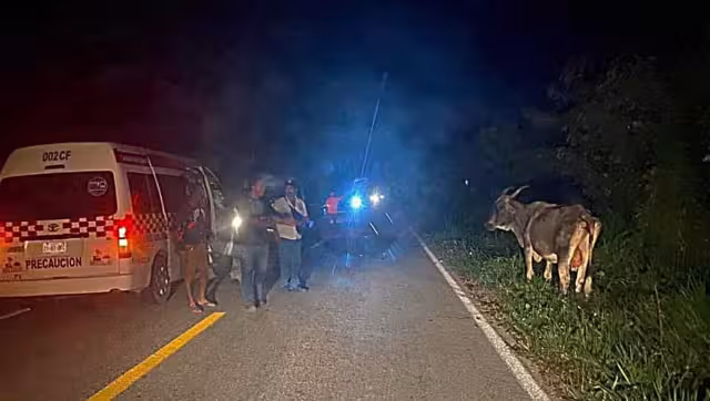 La presencia del ganado en las carreteras federales han sido un problema recurrente pero la autoridad no actúa al respecto
