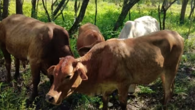 Loa ganaderos harán justicia por su propia mano