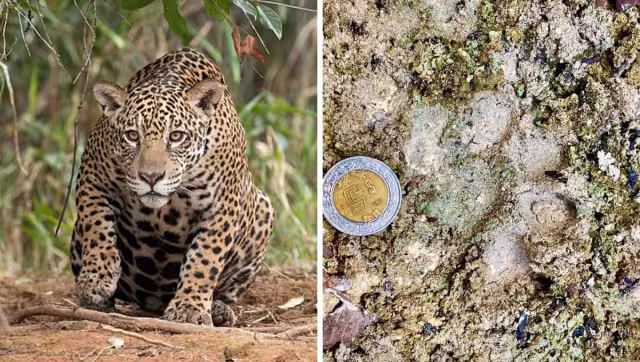 Activistas afirman que se debe proteger al felino, ya que está en peligro de extinción.