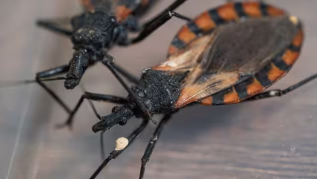 En 2025 se registraron 48 casos de la enfermedad de Chagas en Yucatán
