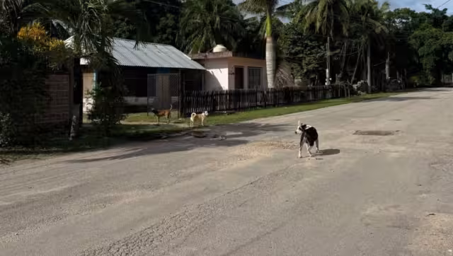 Vecinos de la colonia Mario Villanueva Madrid piden atender caso de jauría en la calle