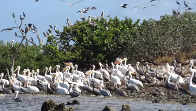 Se estima que en cada temporada de invierno llegan unos 10 mil ejemplares anidantes