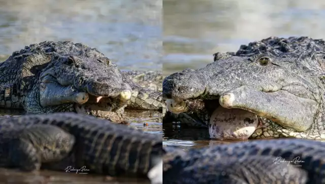 El ejemplar es una demostración de las adversidades que enfrentan las especies silvestres