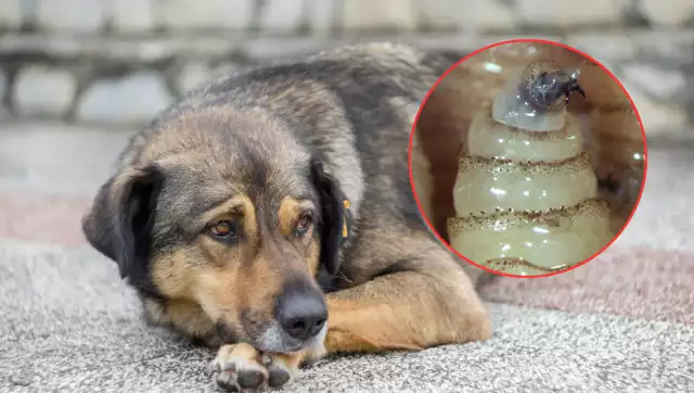 Aumentan casos de gusano barrenador en Campeche: perros y gatos en mayor riesgo