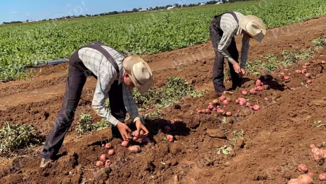 Productores menonitas de Nuevo Progreso, en Hopelchén, apuestan por la siembra de papa roja.