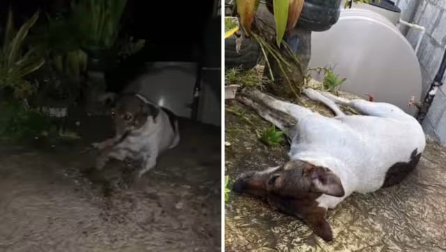 Se desconoce quién fue el responsable de envenenar a 12 perros callejeros