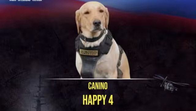 El peludito era un elemento de la Fuerza Militar de Colombia. Foto: Especial