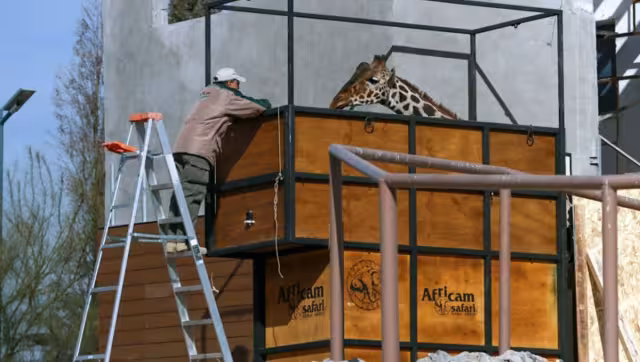 Finalmente la jirafa Benito llegó a su nuevo hogar en Puebla donde deberá pasar un periodo de observación y adapatación