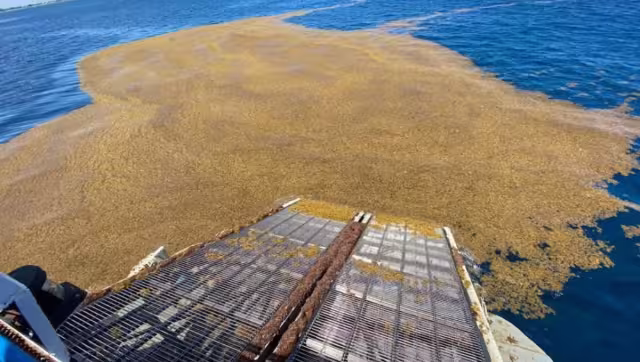 En cuatro años se han recolectado más de 225 mil toneladas de algas