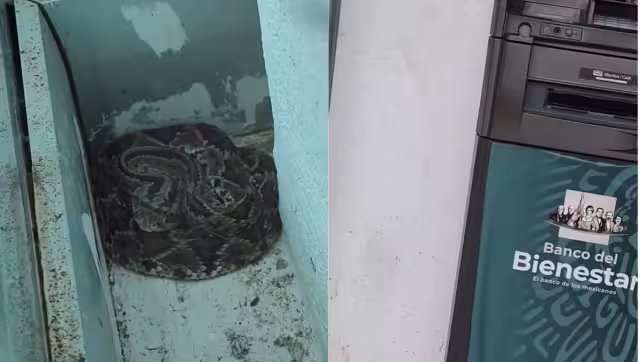 Usuarios del Banco Bienestar en Dzibalchén hallaron una serpiente de cascabel dentro del área del cajero automático.