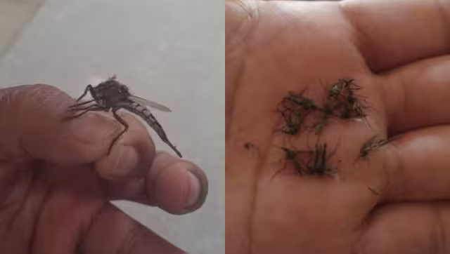 Se aclaró que no se trata de mosquitos gigantes en Yucatán
