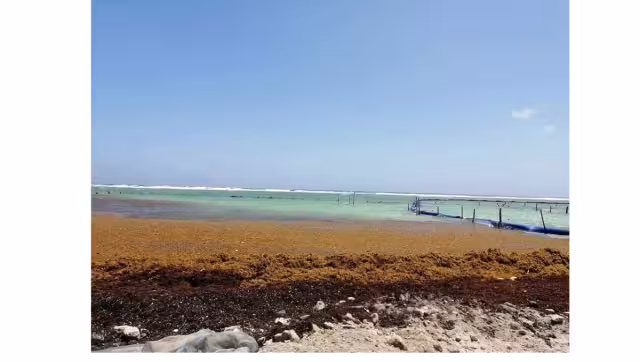 Parte de la red que fue colocada frente a la zona de restaurantes de Mahahual fue dañada