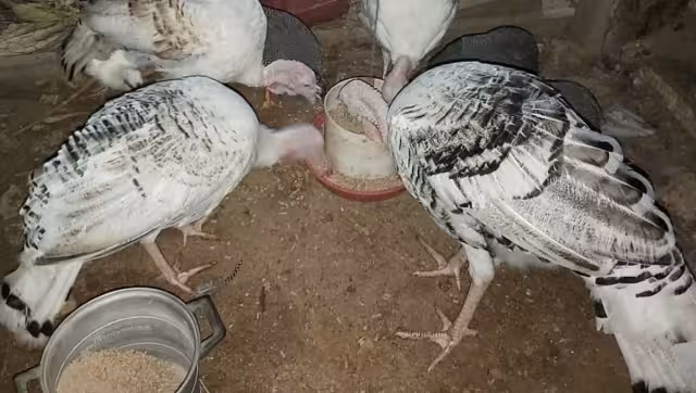 Hay familias que ya no incluyen los pavos en la cena de Navidad por sus altos costos