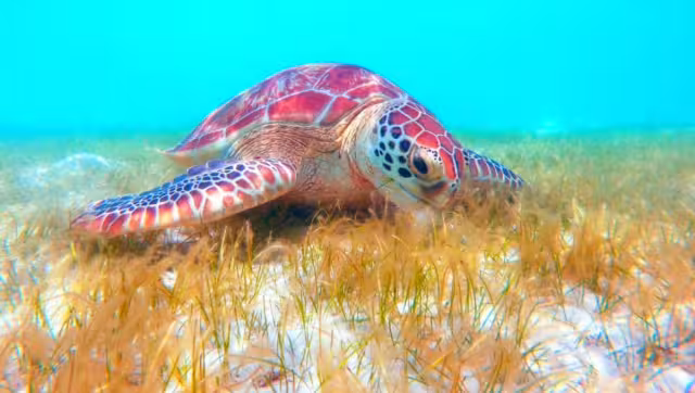 Según los hombres de mar, el cambio negativo en el área de alimentación del crustáceo es un mal presagio, por las posibles repercusiones en otras especies.