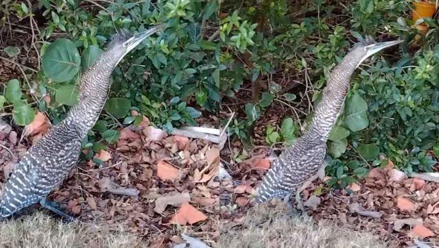 La garza tigre se encuentra Sujeta a protección especial (Pr) en México