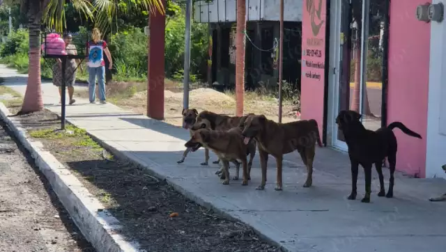 Navidad y Año Nuevo agravan la situación de canes en la calle por pirotecnia