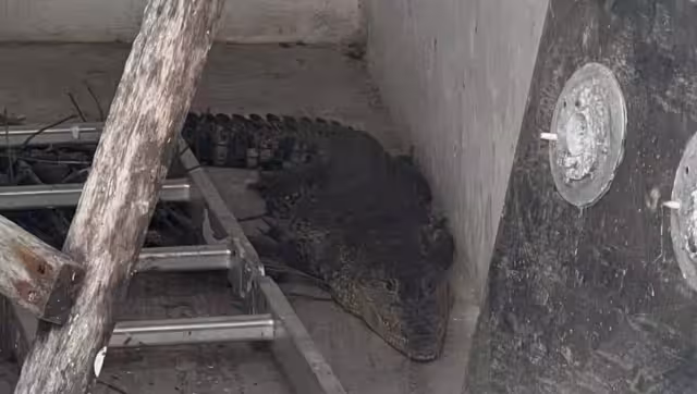 Rescatan a cocodrilo en la colonia Hacienda Chetumal