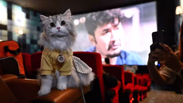 El cine es un lugar donde podrás no solo disfrutar del séptimo arte, sino de la compañía de tu mascota. Foto: Especial