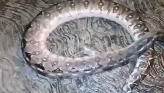 La boa cayó al pavimento tras recibir una descarga eléctrica