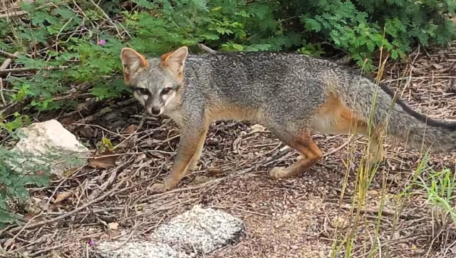 También se les puede ver cerca de las viviendas y atravesando las calles que colindan con la selva maya